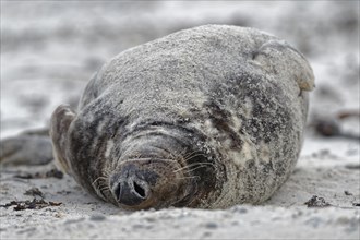 Grey seal (Halichoerus grypus)