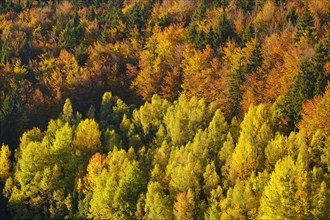 Autumnal mixed forest