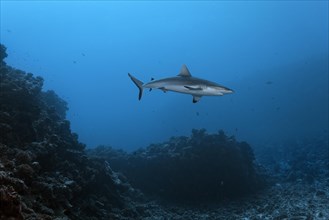 Grey reef shark (Carcharhinus amblyrhynchos) floats over coral reef