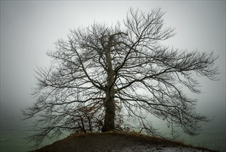 Bare tree in winter fog on the slope of the chalk cliff coast