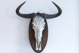 Wildebeests skull (Connochaetes)
