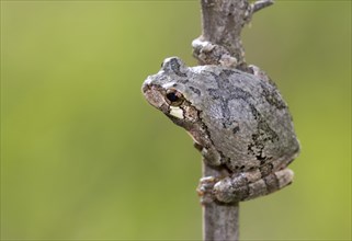 Gray treefrog (Hyla versicolor)