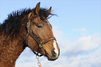 Curly Horse (Equus ferus caballus)