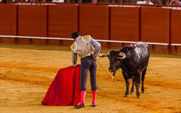Bull stands in front of Matador