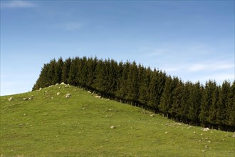 Tree hedge along a small hill covered with pasture