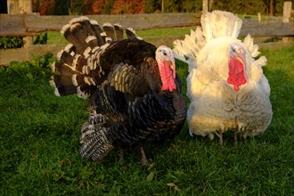 Turkey