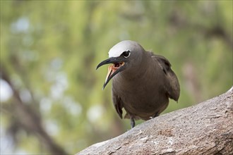 Brown Noddy or sea-swallow (Anous stolidus) with open beak and tongue