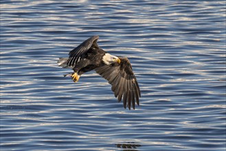 Bald eagle (Haliaeetus leucocephalus) with a caught fish at Mississippi River