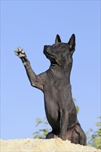 Thai Ridgeback