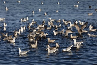 Seagulls (Laridae) in water