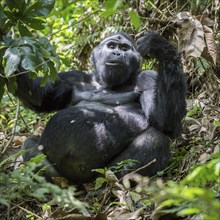 Mountain gorilla (Gorilla beringei beringei) sits in the rainforest
