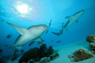 Two Tawny Nurse Sharks (Nebrius ferrugineus) swims in the blue water