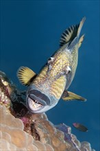 Titan triggerfish (Balistoides viridescens) from the front