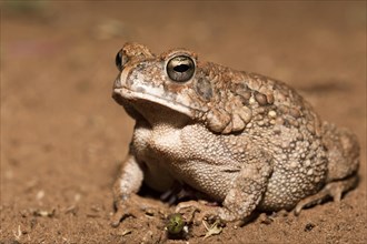 African common toad (Amietophrynus gutturalis)