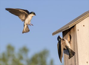 Tree swallows (Tachycineta bicolor) flying near bird house