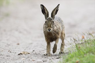 European hare (Lepus europaeus)
