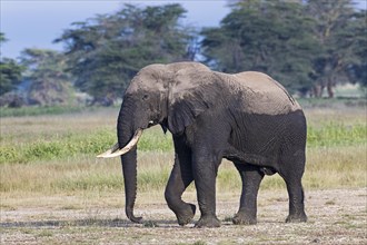 African elephant (Loxodonta africana) after the mud bath