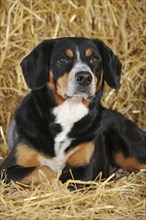 Entlebuch Mountain Dog