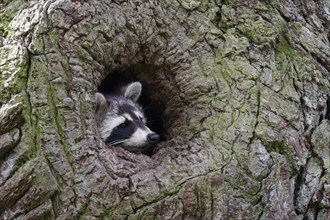 Raccoon (Procyon lotor) in the knothole of an oak