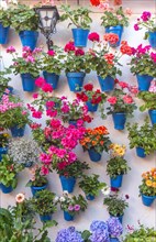 Many flowers in blue flowerpots on a house wall