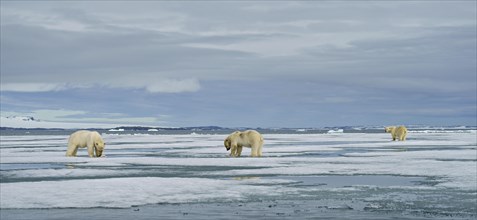 Polar bears (Ursus maritimus)