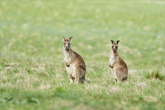 Eastern grey kangaroos (Macropus giganteus) on a meadow
