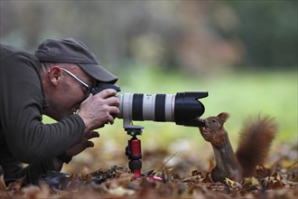 Curious Red Squirrel inspecting a camera