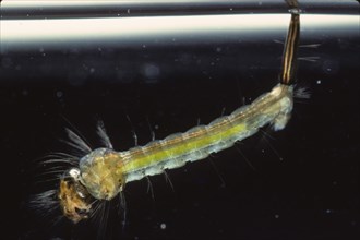 Larva of mosquito (Culex sp.)