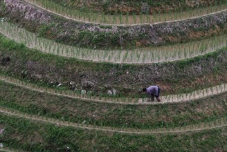 Rice farmer working in a rice cultivation terrace, Dazhai