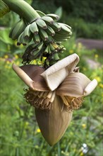 Flower and fruit of the banana tree