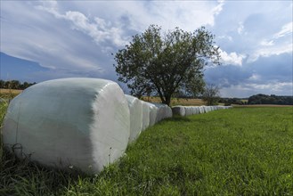 Round bales wrapped in white foil in a row in a meadow