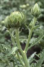 Budded inflorescence of the artichoke