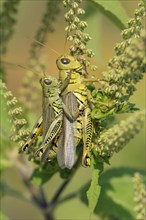 Differential grasshoppers