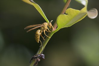 Yellow Common paper wasp