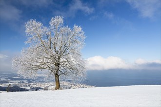 Tree with hoar frost