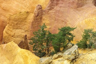 Group of trees in the ocher quarry Colorado Provencal