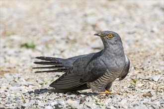 Common cuckoo