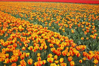 Blooming tulip field