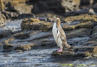 Yellow-eyed penguin