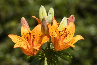 Flowering Fire Lily