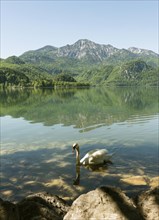 Swan swims on the Lake Kochel