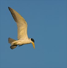 Large-billed tern