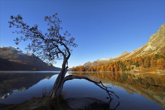 Larch forest