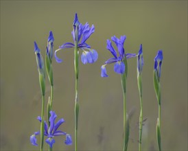 Siberian irises or Siberian flags