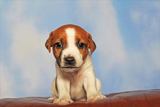 Parson Russell Terrier sitting on leather cushion