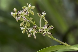 Neotropical orchid