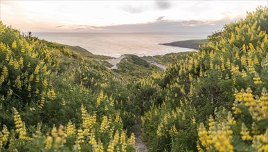 Blooming yellow lupines