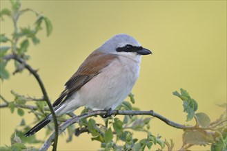 Red-backed shrike