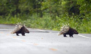 Old world porcupines crossing road