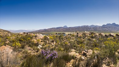 Landscape in the Ceder Mountains near Clanwilliam